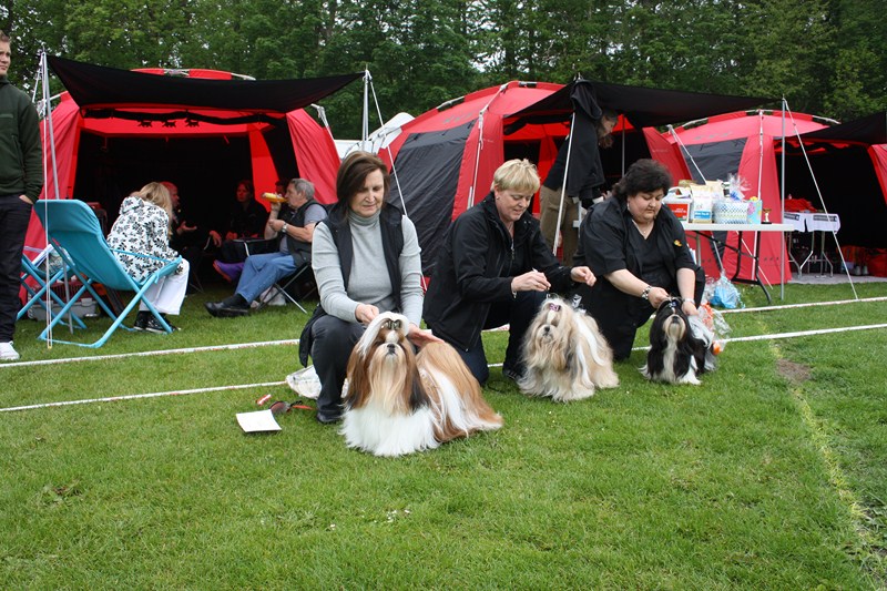 Shih Tzu danmark